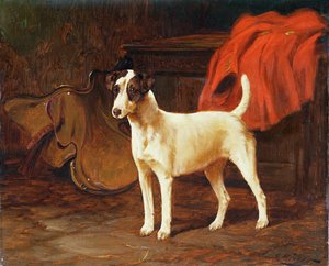 Fox Terrier in een stal